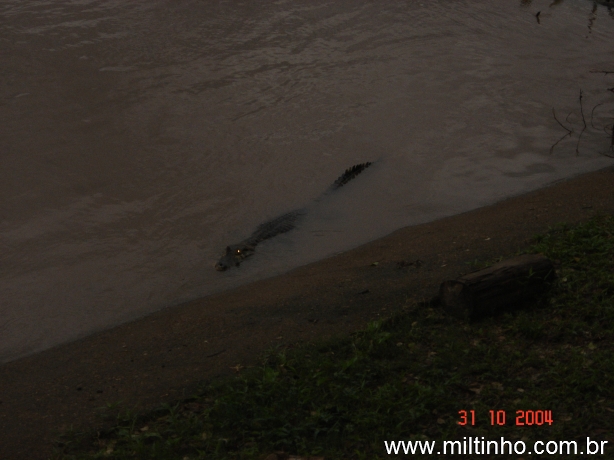 Foto - Lontra (13).jpg